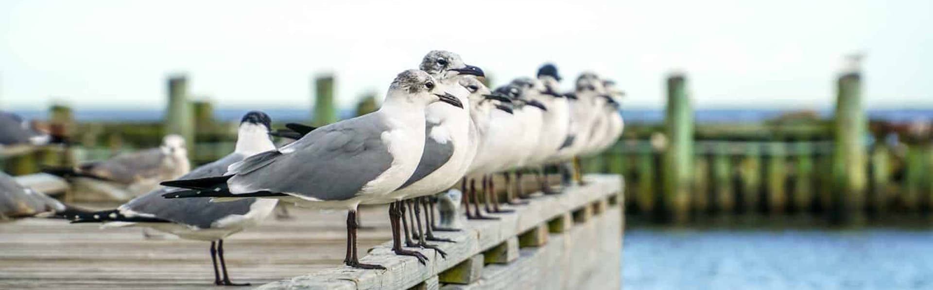 A line of seagulls standing on a wooden pier with the ocean in the background.