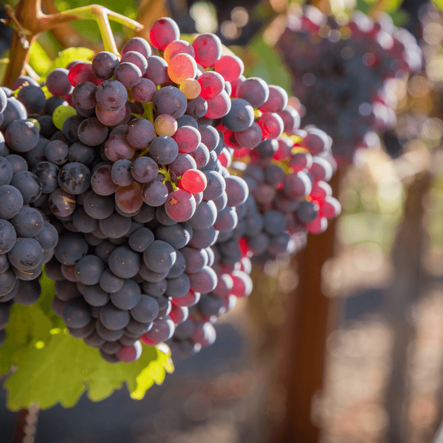 A close-up of ripe purple and red grapes hanging from a vine.