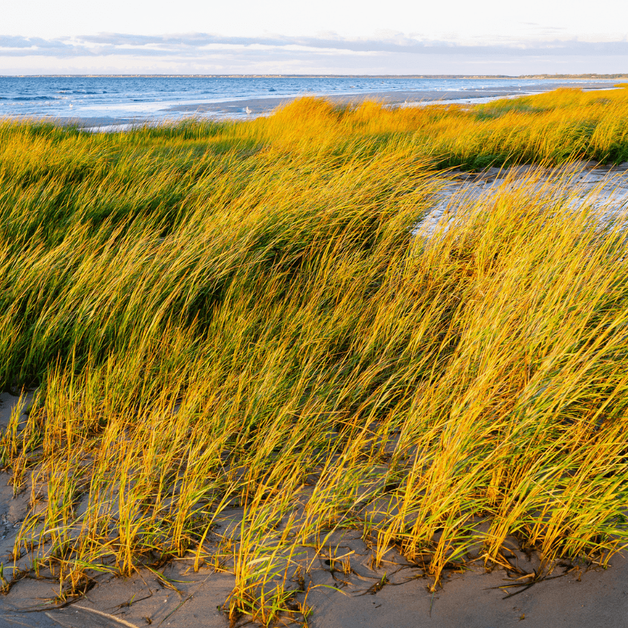 A sandy beach with tall, golden grass swaying in the breeze.