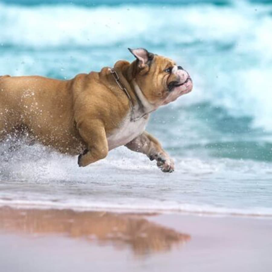 A bulldog joyfully splashes through the shallow surf.