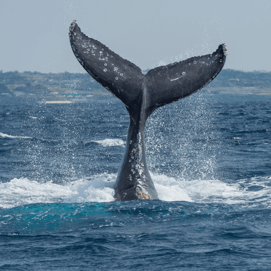 A whale's tail splashes above the water surface.