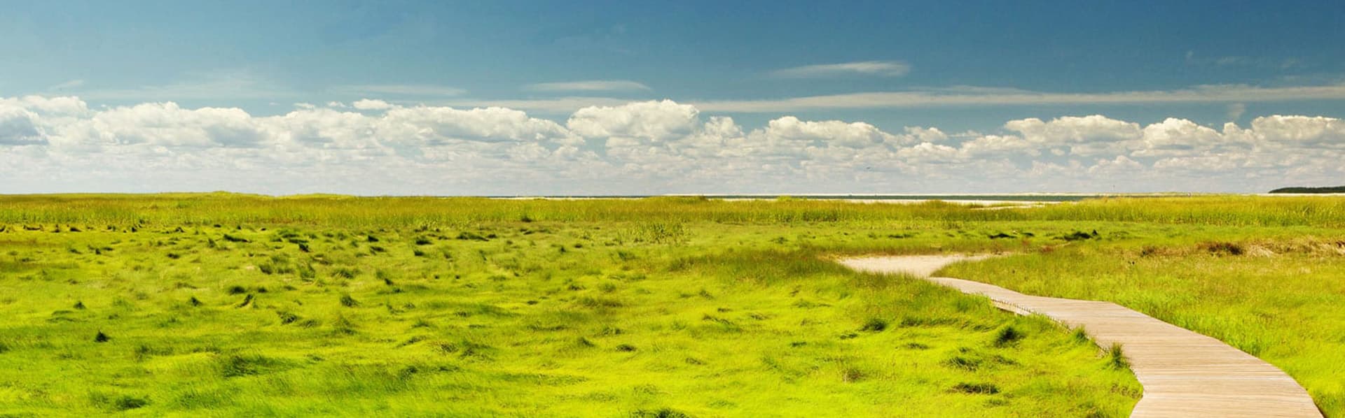 A wooden path winds through lush green grass under a bright blue sky with fluffy clouds.