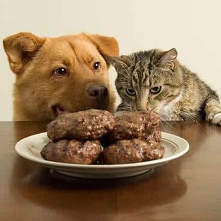 A dog and a cat curiously eye a plate of hamburgers on a table.