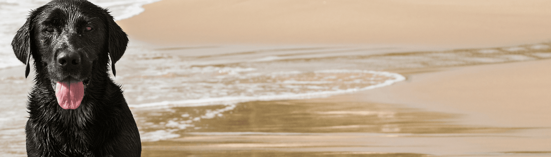 A wet black dog stands near the shoreline with its tongue out.