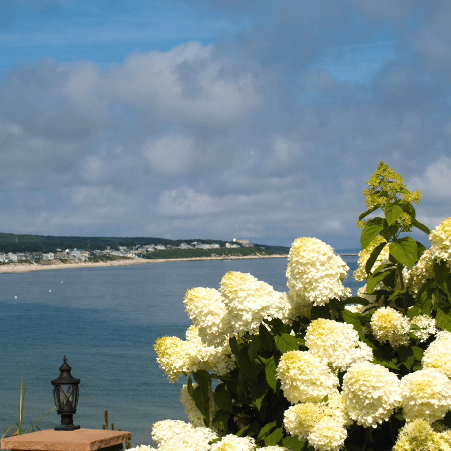 A cluster of white hydrangeas in the foreground with a serene coastal view and cloudy sky in the background.