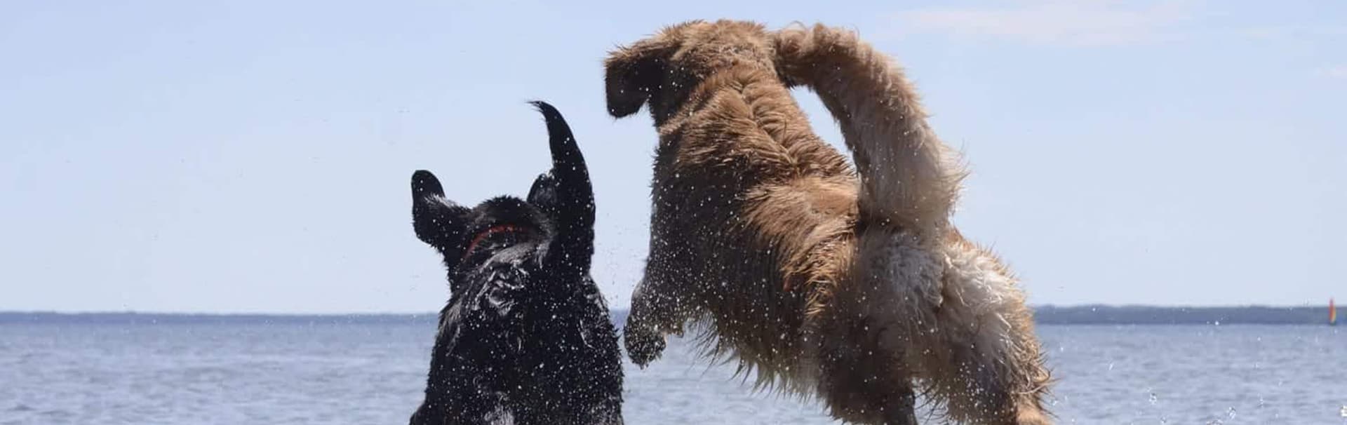 Two dogs playfully leap into the water, splashing against a backdrop of blue sky and sea.