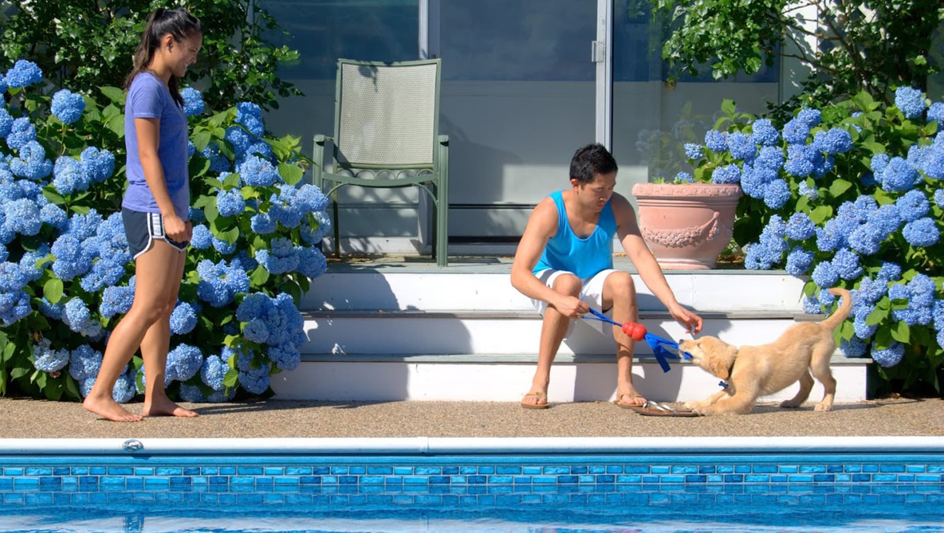 A man and woman play with a golden retriever puppy near a pool surrounded by blooming blue hydrangeas.