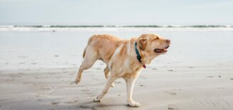 A dog runs happy along the beach