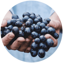 Wine grapes in the hand of a winemaker