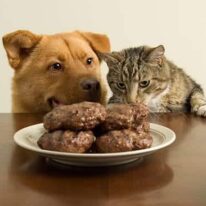Dog and cat staring at a dish of burgers patties.