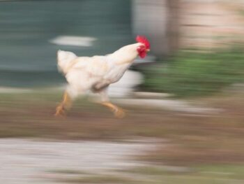 Photo of a chicken running