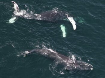 Photo of 2 whales swimming